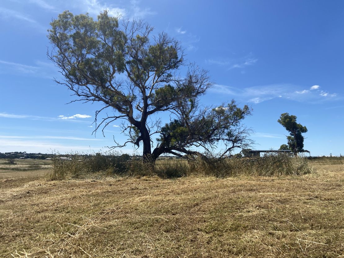 The Dying Tree
